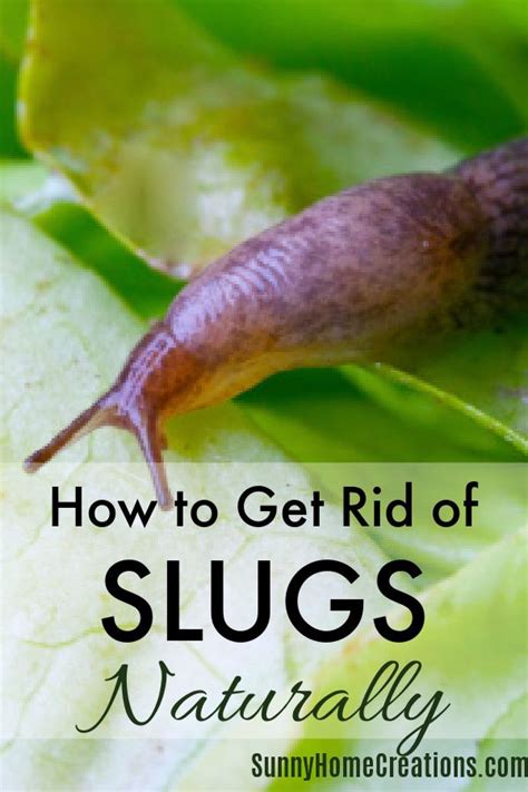 Web. . How to stop slugs eating plants without killing them